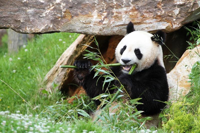 Zooparc beauval panda 07 zooparcdebeauval